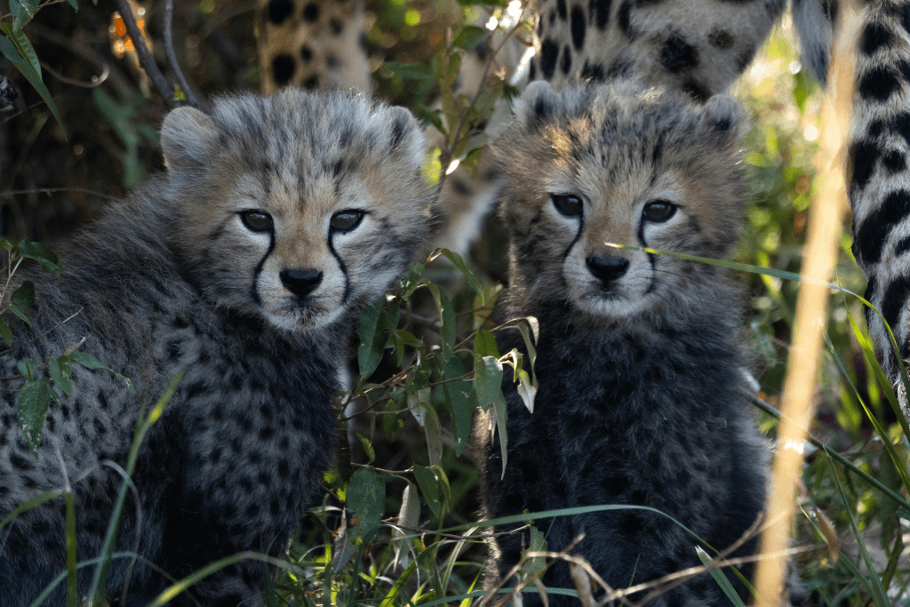 Safaris in Kenya